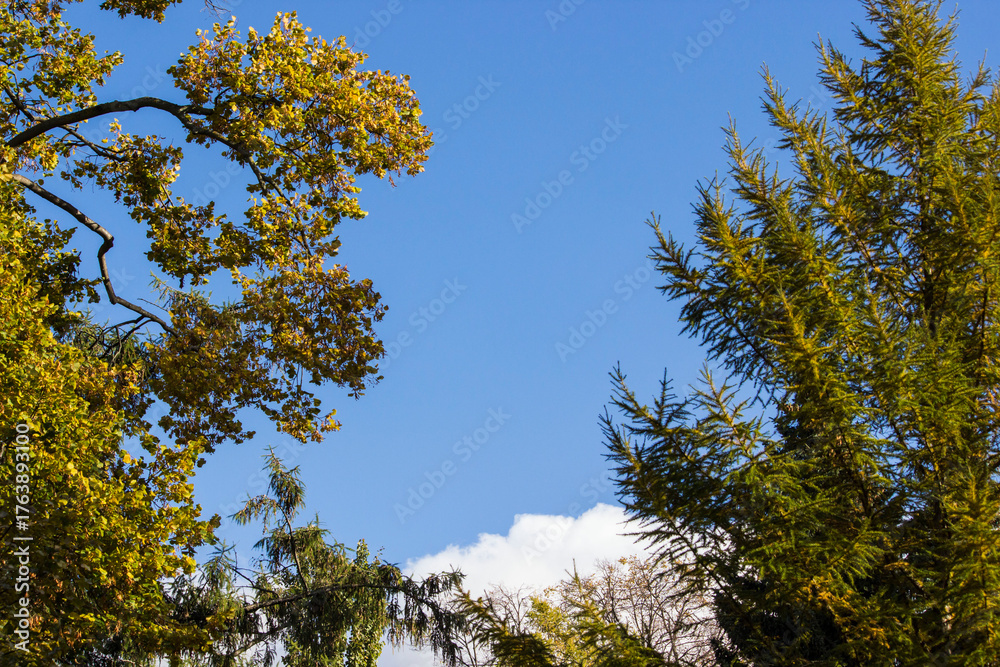 Obraz premium branches of trees with yellow and red leaves against a blue sky. autumn trees. colorful autumn screensaver. autumn landscape