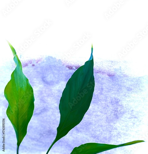 blue water lily