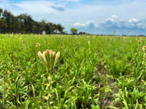 fields of tuberose flowers with a background of white clouds