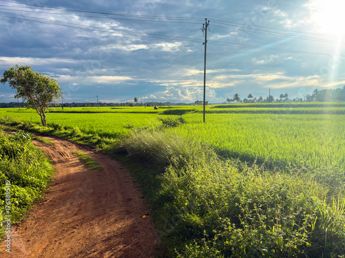 Wide view of a vibrant green rice paddy field with clear blue sky, showcasing agricultural landscape in rural area.
