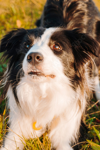 An obedient black and white border Collie dog lies in a meadow following commands