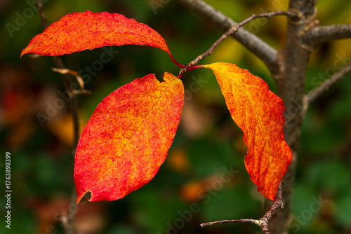 Vibrant autumn leaves ready to fall