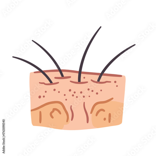 Skin illustration with hair follicles and pores in minimal style  