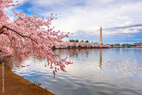 Tableau sur toile Washington DC, USA at the Tidal Basin with Washington Monument During Spring 385