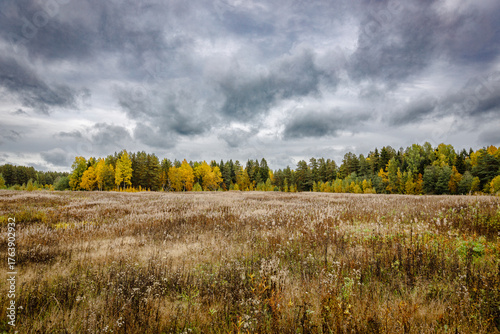 Vast autumn meadow with dry grass under a dramatic cloudy sky, bordered by colorful forest — serene, moody landscape perfect for seasonal, nature, or contemplative themes.