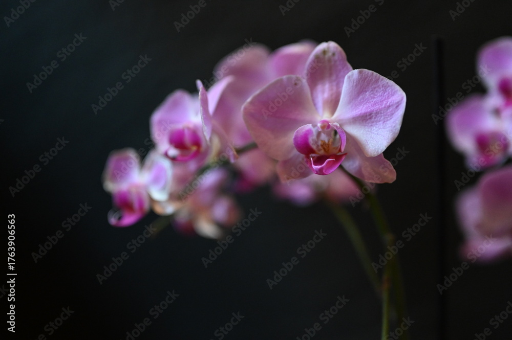 Fototapeta premium purple orchid on black