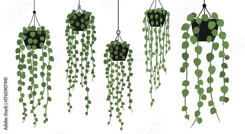 Hanging plants with long vines, green leaves, and decorative pots.