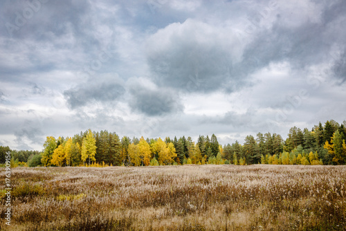 Dramatic autumn landscape with a vast meadow of dry grass under moody clouds, framed by a forest of golden birch and green pines — serene, atmospheric, and perfect for seasonal themes.