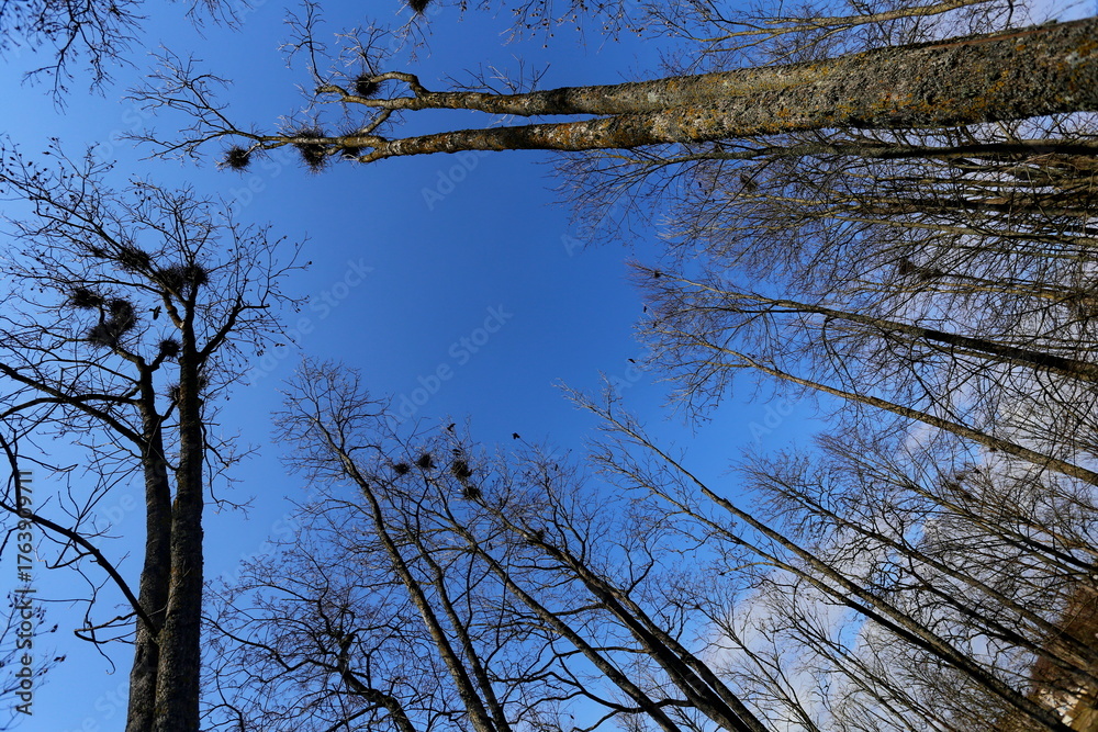 Obraz premium Natural symmetry...