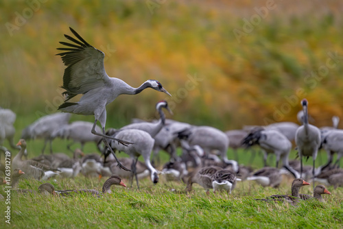 Kranich trifft Gesellschaft – Einflug auf die Sammelwiese