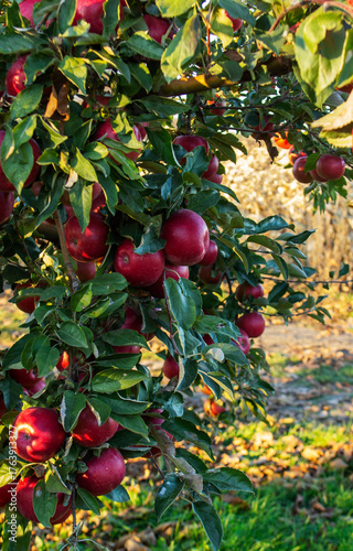 An autumn apple orchard in northern Moldova before harvest.