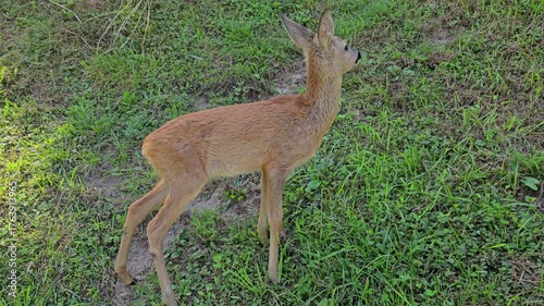 Roe Deer in natural ambient, young, female (Capreolus capreolus) - (4K)