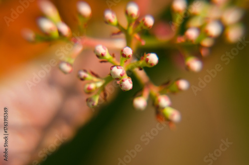 close up of red flower