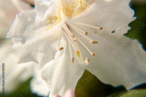 close up of a white flower