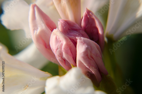 pink magnolia flower