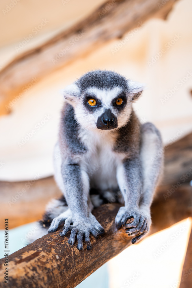 Fototapeta premium Ring tailed lemur Lemur catta on branch on the tree