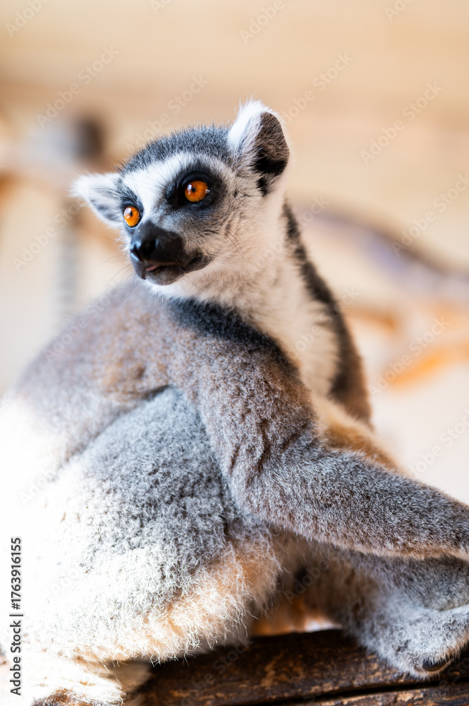 Naklejka premium Ring tailed lemur Lemur catta on branch on the tree