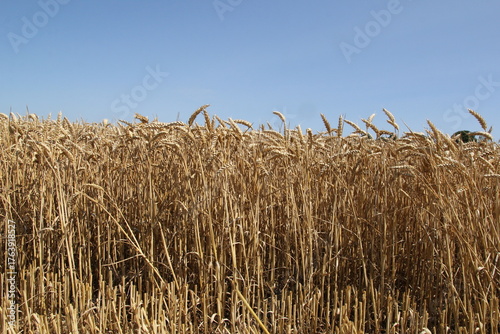 front view at long ripe wheat plants and a blue sky in a field in summer