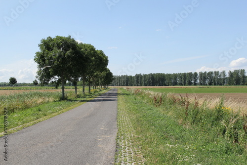 a typical dutch rural landscape of a country road with trees between green fields and treelined dikes and a blue sky