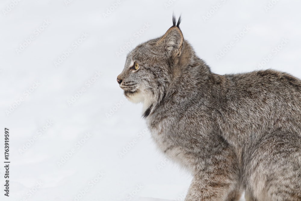 Fototapeta premium Canadian Lynx (Lynx canadensis) Stares Left Profile