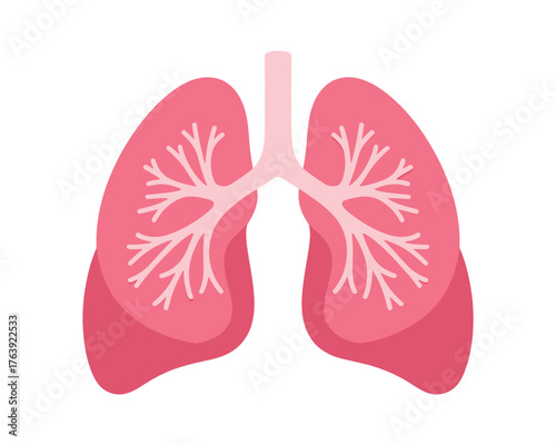 Illustration of human lungs with detailed bronchi and alveoli