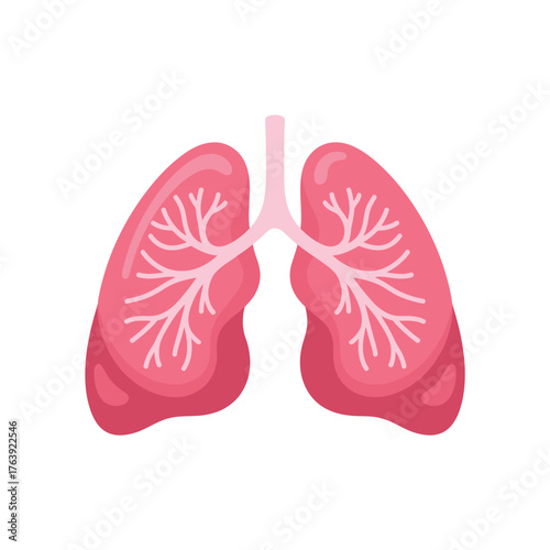 Illustration of healthy human lungs with branching airways on a white background