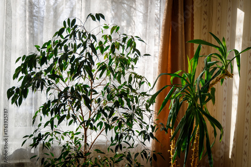 Sunlit indoor plants — a lush ficus and yucca glowing by a window with lace curtains — serene, cozy home decor scene perfect for wellness, biophilic design, or lifestyle themes.