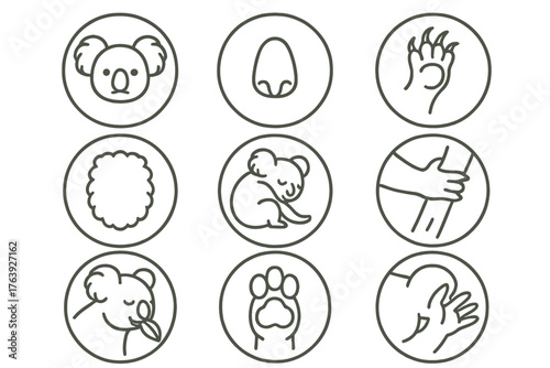 Koala Anatomy Icons. Line style round icons of koala anatomy: rounded ears, button nose, clawed feet, fluffy belly; short tail,