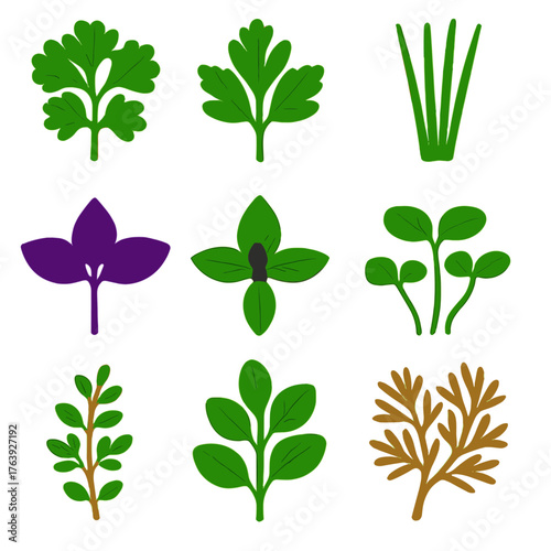 Culinary Herb Icons. Flat vector icons of culinary herbs: curly parsley leaves, flat-leaf parsley stem, young chive plant. Purple