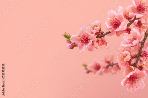 Pink Cherry Blossom Branches Against a Soft Pink Background in Spring