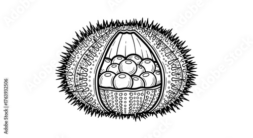 Detailed black and white sea urchin cross-section with roe inside