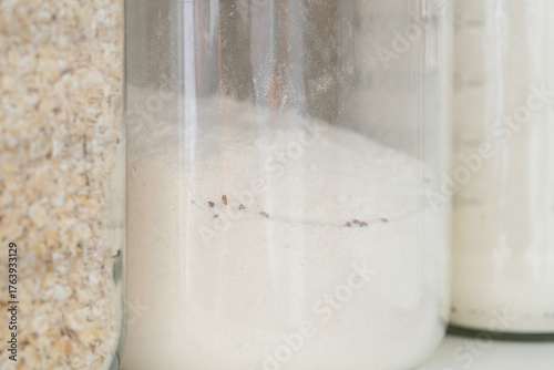 Infested flour in glass jar inside kitchen cabinet with brown beetles and weevils