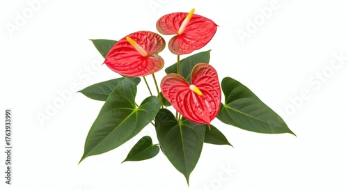 Anthurium Flowers Red Tropical Plant Isolated on White, isolated on white background
