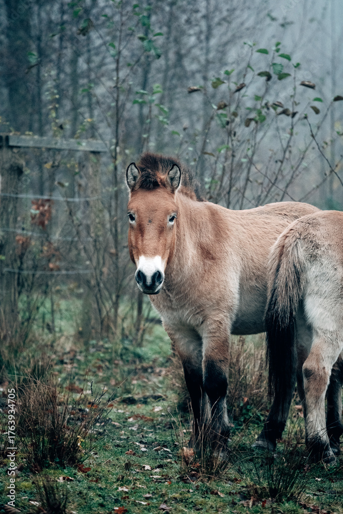 Fototapeta premium Wild horses in nature