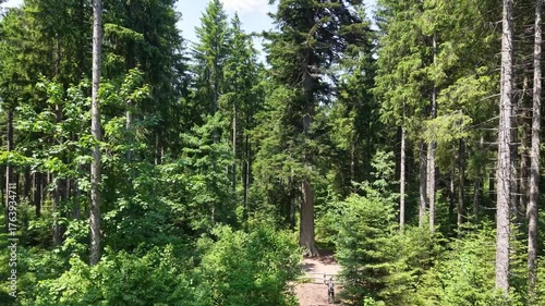 Die Großvatertanne bei Freudenstadt ist die mächtigste Tanne im Schwarzwald. Sie ist etwa 300 Jahre alt, ungefähr 47 Meter hoch, und hat einen Stammumfang von etwa 5,40 Metern in Brusthöhe 