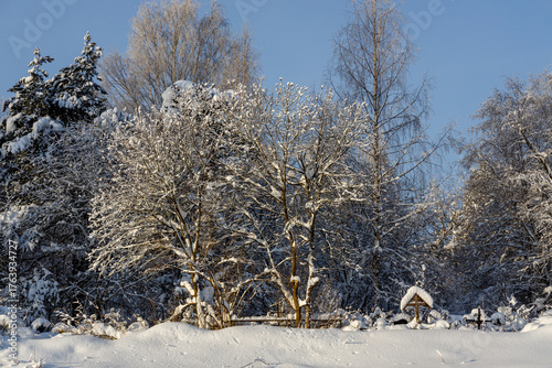 Serene winter forest with snow-laden birch and pine trees under a clear blue sky — tranquil, magical landscape perfect for holiday, nature, or contemplative themes.