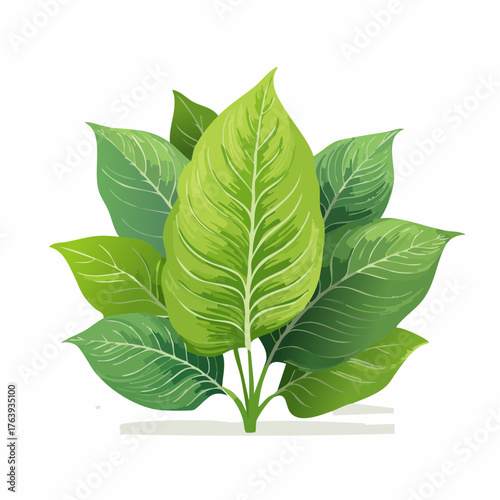 Jolie plante verte à feuilles, isolée sur fond blanc