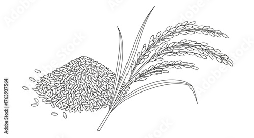 Black and white rice plant with grains in linear style