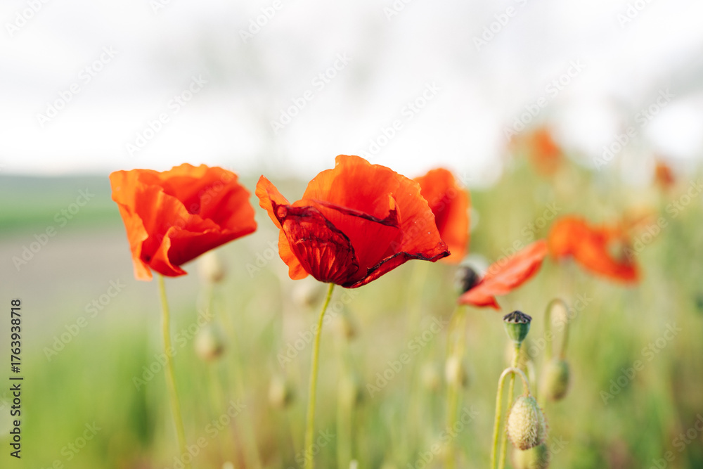 Naklejka premium Poppies in a Field