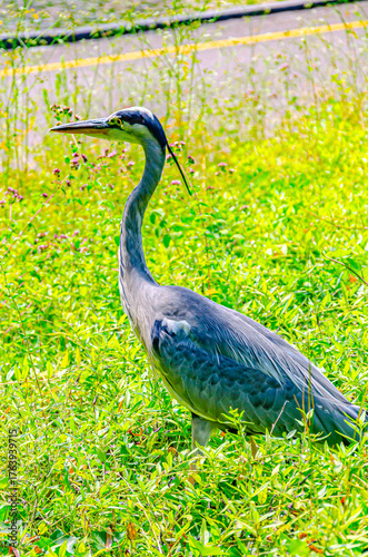 great blue heron ardea cinerea