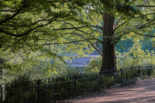 Battersea Park (power station) London, England - Peaceful view of trees on a cloudy day. 