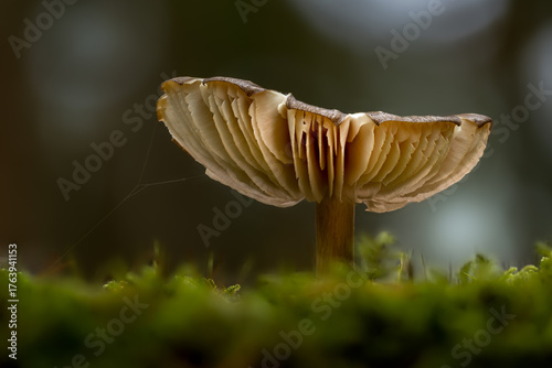 Large-gilled toadstool growing from mossy woodland