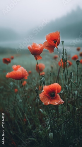 Vibrant Red Poppies Bloom in a Misty Meadow at Dawn Near a Tranquil Forest