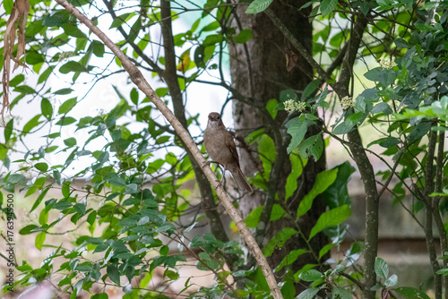 Record made one morning at Alberto Simões Park.