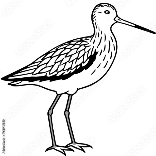Foto Simple Dunlin Bird Silhouette Vector – Black Outline on White