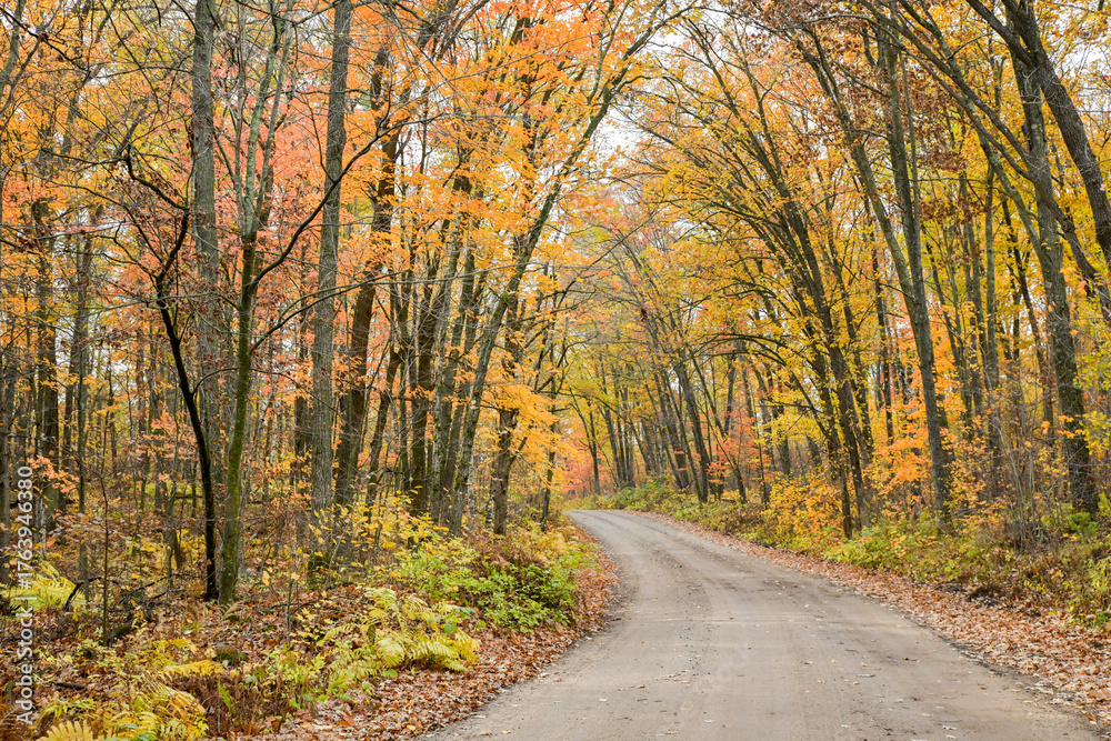 Fototapeta premium Dirt road winding through the autumn color forest