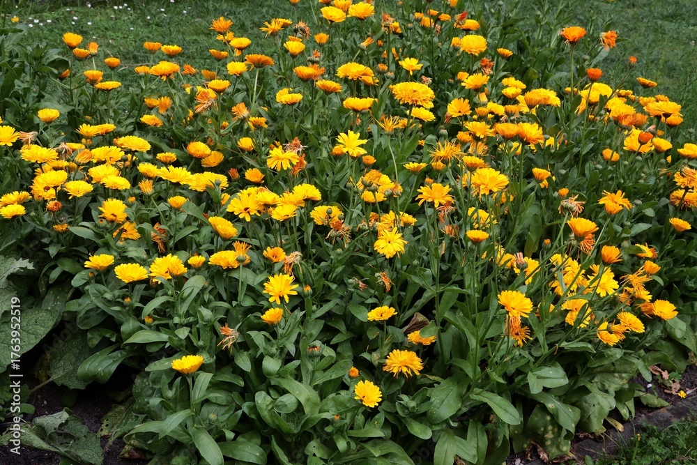 Obraz premium colorful yellow and orange flowers of marigold plants in the garden