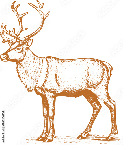Brown Line Art Illustration of a Standing Reindeer with Antlers on White Background animal