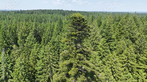 Die Großvatertanne bei Freudenstadt ist die mächtigste Tanne im Schwarzwald. Sie ist etwa 300 Jahre alt, ungefähr 47 Meter hoch, und hat einen Stammumfang von etwa 5,40 Metern in Brusthöhe 