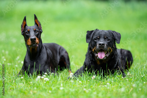 Beautiful Rottweiler and Doberman Dogs Posing Together on Green Grass Outdoors. Close-up Pet Portrait in High Quality